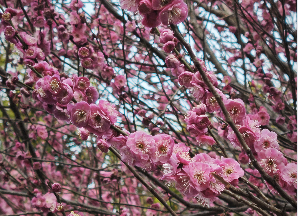 景點封面圖